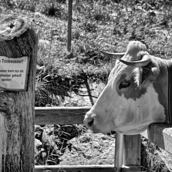Photographie intitulée "Die durstige Kuh" par Leopold Brix, Œuvre d'art originale, Photographie numérique