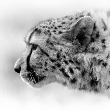 Fotografía titulada "Guépard" por Lionel Le Jeune, Obra de arte original, Fotografía digital