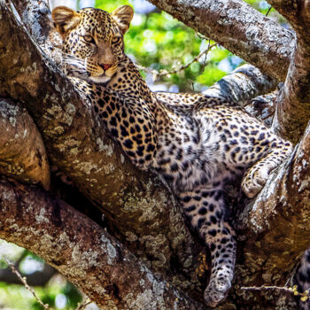 Fotografia zatytułowany „Nap Time I” autorstwa Lm Walker, Oryginalna praca, Fotografia cyfrowa