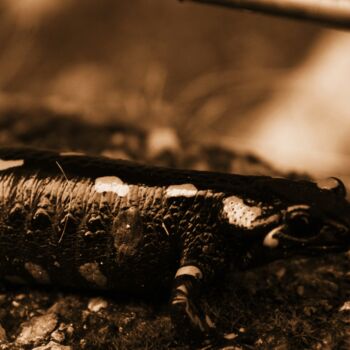 Fotografia zatytułowany „salamandra” autorstwa Lorenzo Corti, Oryginalna praca, Fotografia cyfrowa