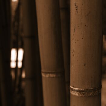 Photography titled "bambù macro" by Lorenzo Corti, Original Artwork, Digital Photography