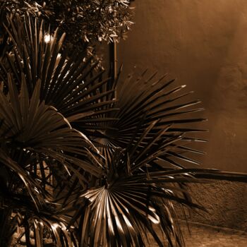 Fotografia intitolato "piccola palma" da Lorenzo Corti, Opera d'arte originale, Fotografia digitale