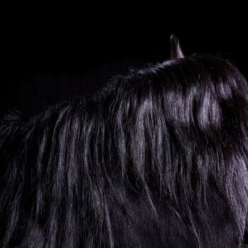 Fotografia intitulada "Black Horse IV" por Lori Adamski-Peek, Obras de arte originais, Fotografia digital