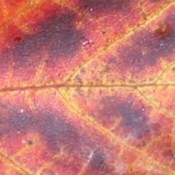 Фотография под названием "Colored Leaf" - Glenn Michael Morley, Подлинное произведение искусства