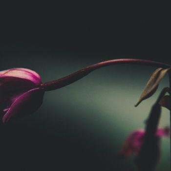 「Orchidée Sauvage」というタイトルの写真撮影 Ludovic Miathによって, オリジナルのアートワーク, デジタル