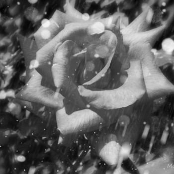 Fotografía titulada "Dark Rose" por Maak Bran, Obra de arte original, Fotografía digital