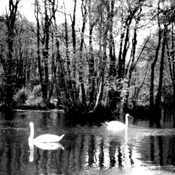 Fotografie mit dem Titel "swan dance" von Magda Durda, Original-Kunstwerk, Nicht bearbeitete Fotografie