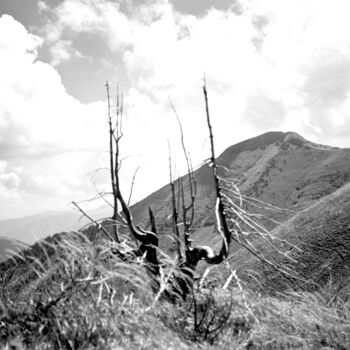 Фотография под названием "tree like a sculptu…" - Magda Durda, Подлинное произведение искусства, Не манипулируемая фотография