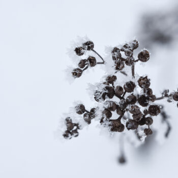 「Snow」というタイトルの写真撮影 Magdalena Mienkoによって, オリジナルのアートワーク, デジタル