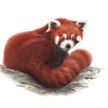 Drawing titled "Red Panda - Animal…" by Daria Maier, Original Artwork, Ballpoint pen