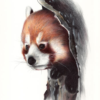 图画 标题为“Red Panda Portrait…” 由Daria Maier, 原创艺术品, 圆珠笔