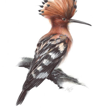 Рисунок под названием "Eurasian Hoopoe II…" - Daria Maier, Подлинное произведение искусства, Шариковая ручка