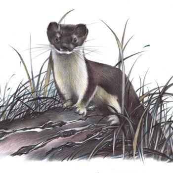 Zeichnungen mit dem Titel "Stoat (Realistic Ba…" von Daria Maier, Original-Kunstwerk, Kugelschreiber