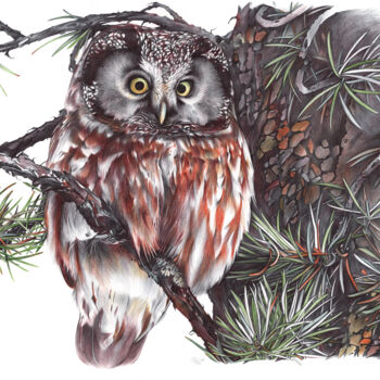 Disegno intitolato "Boreal Owl II (Real…" da Daria Maier, Opera d'arte originale, Biro