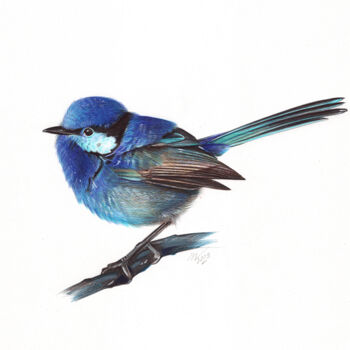 Desenho intitulada "Splendid Fairywren…" por Daria Maier, Obras de arte originais, Canetac de aerossol