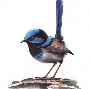 Drawing titled "Superb Fairywren" by Daria Maier, Original Artwork, Ballpoint pen