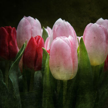 Fotografia zatytułowany „Tulipes” autorstwa Jean-François Mansencal, Oryginalna praca, Fotografia cyfrowa