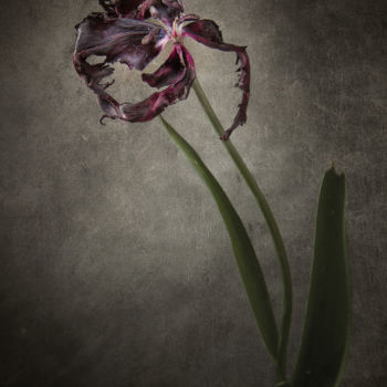 Fotografie getiteld "Tulipe noire 1" door Jean-François Mansencal, Origineel Kunstwerk, Digitale fotografie