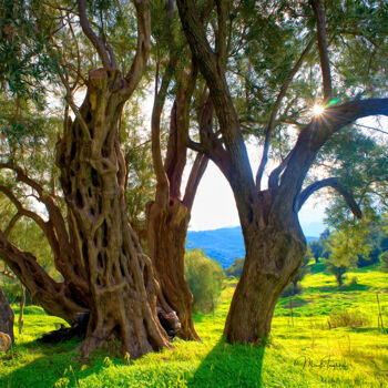 Фотография под названием "Old olive tree - 4" - Manolis Tsantakis, Подлинное произведение искусства, Цифровая фотография