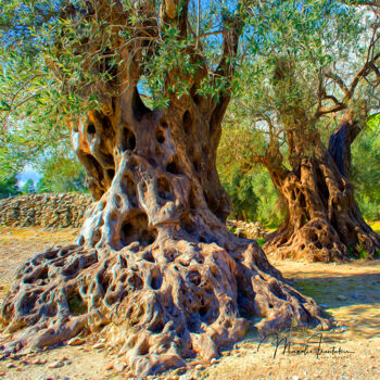Фотография под названием "Old olive trees - 5" - Manolis Tsantakis, Подлинное произведение искусства, Цифровая фотография