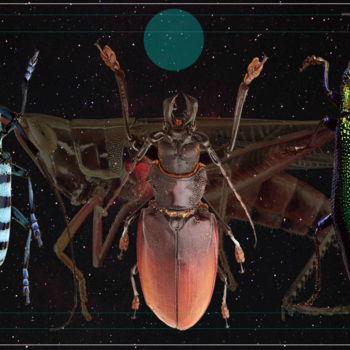 Digitale Kunst getiteld "Insectes" door Marc Bulyss, Origineel Kunstwerk, 2D Digital Work