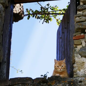 Fotografie mit dem Titel "Le chat roux à sa f…" von Marie Dubois, Original-Kunstwerk, Nicht bearbeitete Fotografie