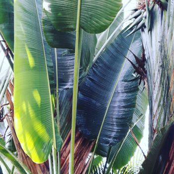 Arts numériques intitulée "Forêt de Guyane" par Mariekverbois, Œuvre d'art originale, Photo montage