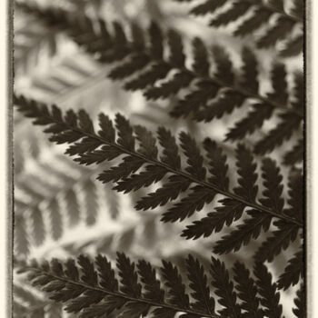Fotografia intitolato "Fern Leaves Still L…" da Mariya Zheleznova, Opera d'arte originale, Fotografia digitale