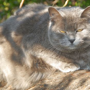 Photographie intitulée "le chat de ste anne" par Martine Maury, Œuvre d'art originale, Photographie non manipulée