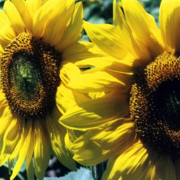 Photographie intitulée "tournesol" par Martine Maury, Œuvre d'art originale, Photographie non manipulée