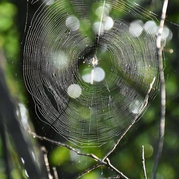 Photographie intitulée "la toile" par Martine Maury, Œuvre d'art originale, Photographie non manipulée