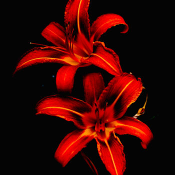 Fotografie mit dem Titel "Daylily - flowers p…" von Maxime Guengant, Original-Kunstwerk, Digitale Fotografie