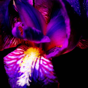 Photography titled "Purple Iris - Art W…" by Maxime Guengant, Original Artwork, Digital Photography