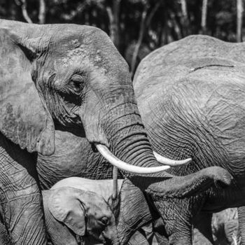 Photography titled "Elefantes en Masai…" by Mela Castagna, Original Artwork