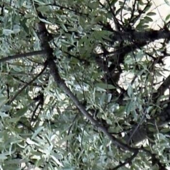 Photographie intitulée "Arbre blanc pour SU…" par Mia Doma, Œuvre d'art originale