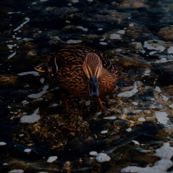 Fotografía titulada "Brown Duck In The W…" por Michael Lomiya, Obra de arte original, Fotografía analógica