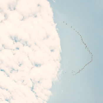 Φωτογραφία με τίτλο "A Flock Of Birds In…" από Michael Lomiya, Αυθεντικά έργα τέχνης, Χειρισμένη φωτογραφία