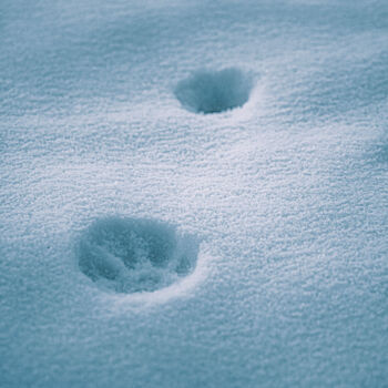 Photography titled "A Cat's Paw Print O…" by Michael Lomiya, Original Artwork, Manipulated Photography
