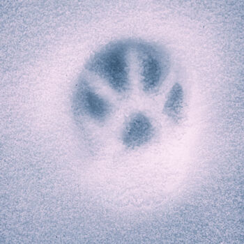 Fotografia intitolato "A Cat's Pawprint On…" da Michael Lomiya, Opera d'arte originale, Fotografia manipolata