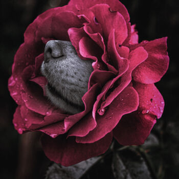 Photography titled "A Rose With A Dog's…" by Michael Lomiya, Original Artwork, Digital Collage