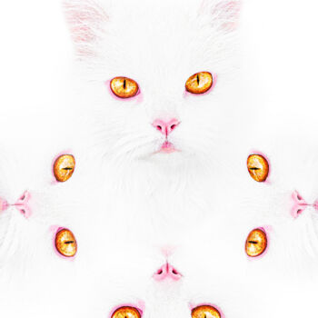 Fotografía titulada "Cat Gaze. White Cat…" por Michael Lomiya, Obra de arte original, Fotografía manipulada