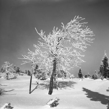 「winter time 3」というタイトルの写真撮影 Michal Vojkuvkaによって, オリジナルのアートワーク, アナログ写真