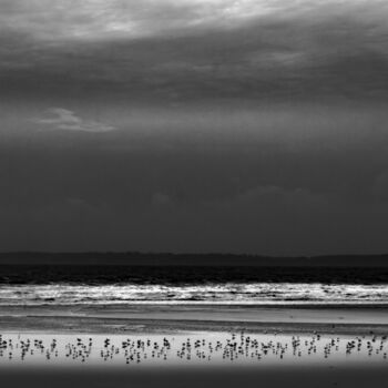 Fotografía titulada "banc de mouettes au…" por Michel Babkine, Obra de arte original, Fotografía digital