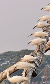 Fotografia zatytułowany „Prêts !!” autorstwa Michel Paulin, Oryginalna praca, Fotografia cyfrowa