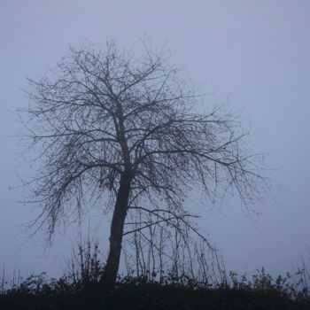 "Arbre 56" başlıklı Fotoğraf Miodrag Aubertin tarafından, Orijinal sanat