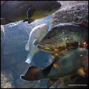 Photographie intitulée "Aquarium in Greece" par Mireille Membrez Delgado, Œuvre d'art originale