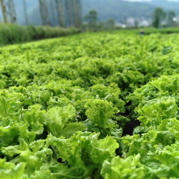 Photography titled "Lettuce (Lactuca sa…" by Mohamad Hidayat, Original Artwork, Digital Photography