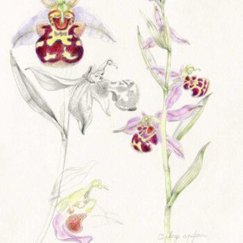 Drawing titled "Ophrys apifera" by Myriam Schmaus, Original Artwork, Pencil