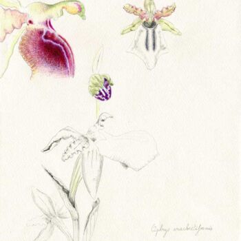 Drawing titled "Ophrys arachinitifo…" by Myriam Schmaus, Original Artwork, Pencil