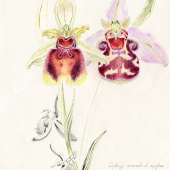 Drawing titled "Ophrys araenola oph…" by Myriam Schmaus, Original Artwork, Pastel